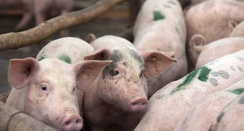 综合报道 禁抗后,生猪养殖粪污处理有哪些变化