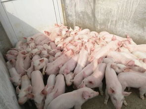 保育猪难养吗 4种方法解决它